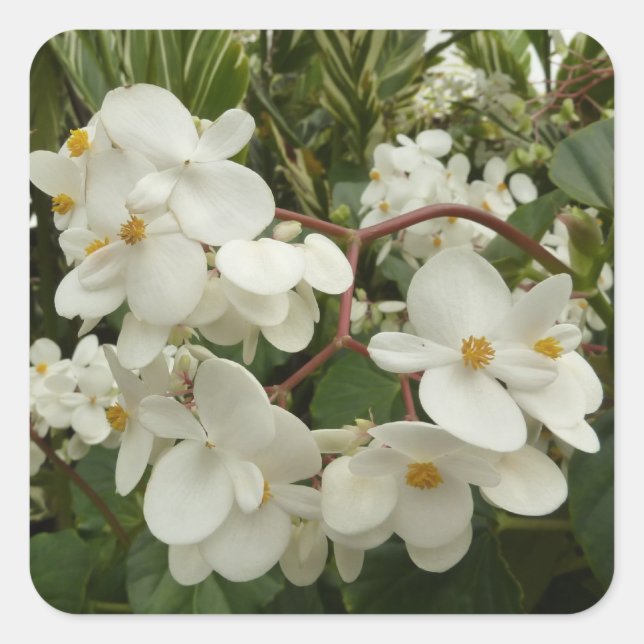 Pegatina Cuadrada Floral de Begonia blanca tropical (Anverso)
