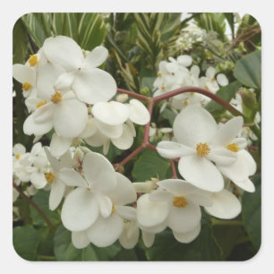 Pegatina Cuadrada Floral de Begonia blanca tropical