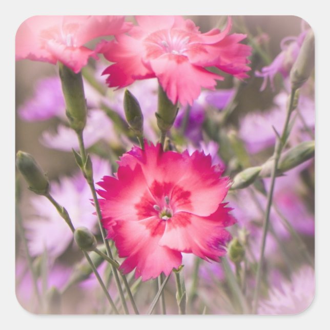 Pegatina Cuadrada Floral de primavera (Anverso)