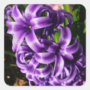 Pegatina Cuadrada Floral de primavera azul Hyacinin II