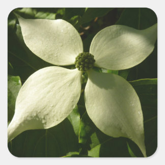 Pegatina Cuadrada Floral de primavera de Dogwood Blossom iluminada p