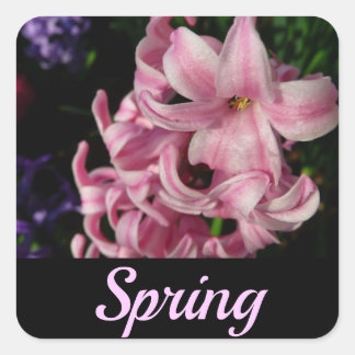 Pegatina Cuadrada Floral de primavera de Hyacint rosado
