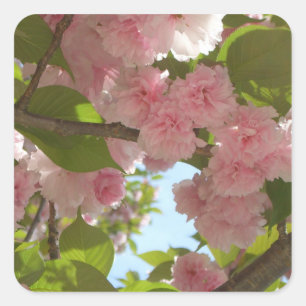 Pegatina Cuadrada Floral de primavera del árbol de cerezo III con do