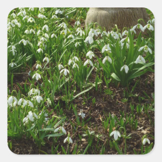 Pegatina Cuadrada Floral de primavera (Galanthus)