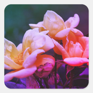 Pegatina Cuadrada Floral de Rosebuds tintada
