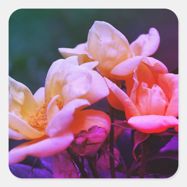 Pegatina Cuadrada Floral de Rosebuds tintada (Anverso)
