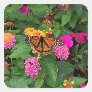 Pegatina Cuadrada Floral verde rosa Lantana con mariposa