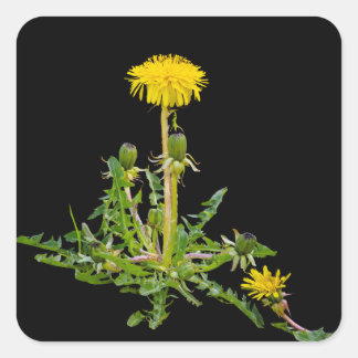 Pegatina Cuadrada Florecimiento de Dandelion