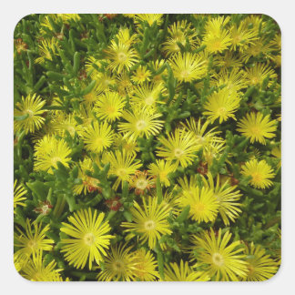 Pegatina Cuadrada Flores amarillas de la planta de hielo de oro