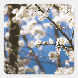 Pegatina Cuadrada Flores blancas delante de un cielo blanco