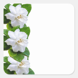 Pegatina Cuadrada Flores blancas y hermosas de la gardenia sobre bla