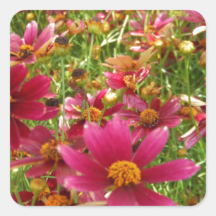 Pegatina Cuadrada Flores brillantes de rosado caliente y margarita a