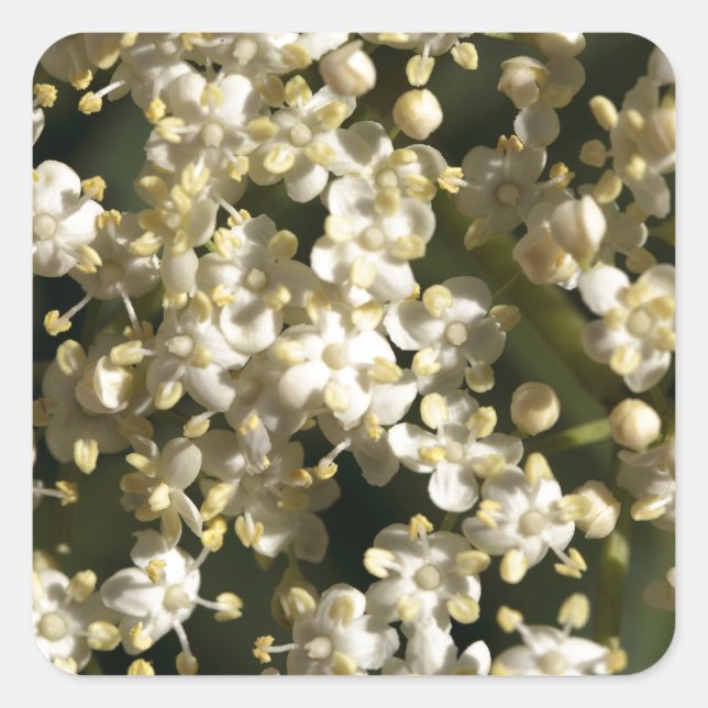 Pegatina Cuadrada Flores de arándano (Sambucus nigra) (Anverso)