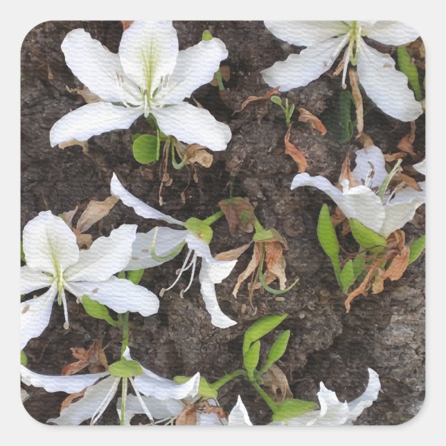 Pegatina Cuadrada Flores de árbol (Anverso)