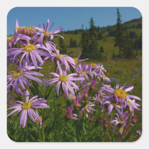 Pegatina Cuadrada Flores de Aster Púrpura en Mount Rainier