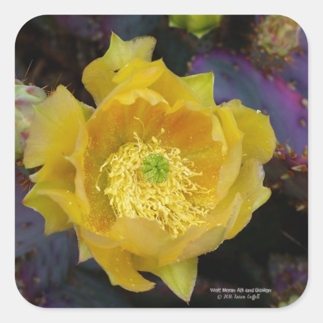 Pegatina Cuadrada Flores de cactus amarillas de opuntia púrpura (Anverso)
