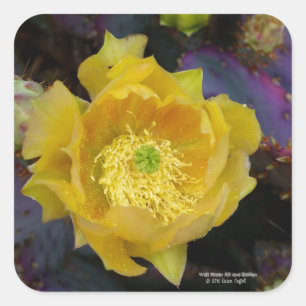 Pegatina Cuadrada Flores de cactus amarillas de opuntia púrpura