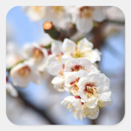 Pegatina Cuadrada Flores de cerezo
