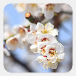Pegatina Cuadrada Flores de cerezo