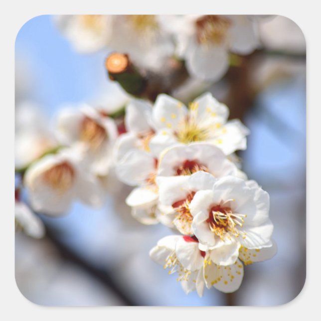 Pegatina Cuadrada Flores de cerezo (Anverso)