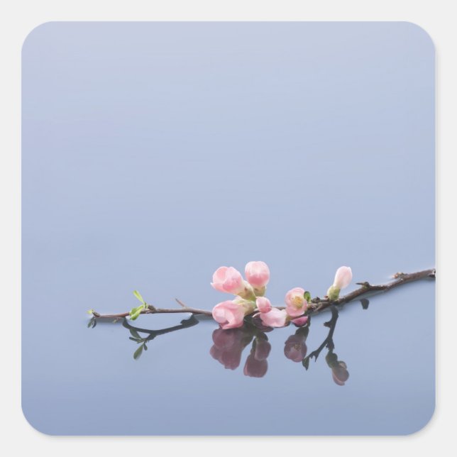 Pegatina Cuadrada Flores de cerezo en el agua (Anverso)
