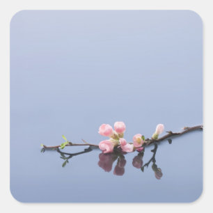 Pegatina Cuadrada Flores de cerezo en el agua