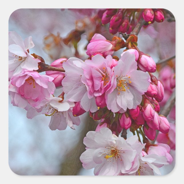 Pegatina Cuadrada Flores de cerezo rosa (Anverso)