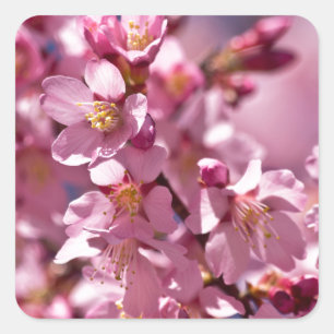 Pegatina Cuadrada Flores de Cerezo Sakura Besadas por la Luz del Sol