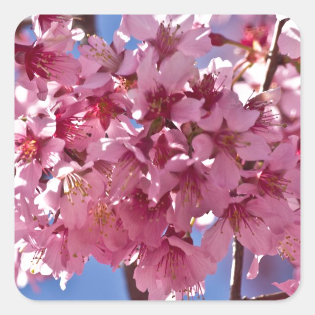 Pegatina Cuadrada Flores de Cerezo Sakura Estrellas Rojas (Anverso)