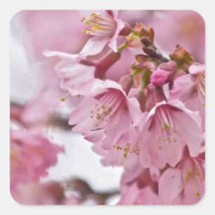 Pegatina Cuadrada Flores de cerezo Sakura Rosa Pálido