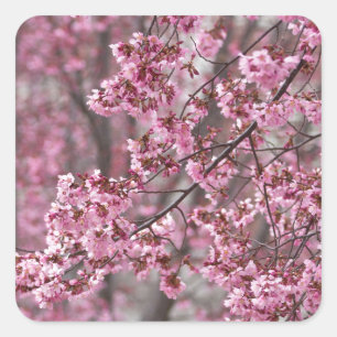 Pegatina Cuadrada Flores de cerezo Sakura rosadas flotando