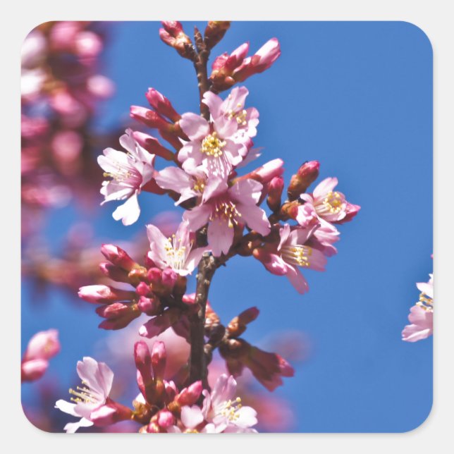 Pegatina Cuadrada Flores de Cerezo Sakura Tocando Azul (Anverso)