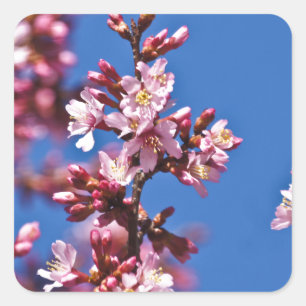 Pegatina Cuadrada Flores de Cerezo Sakura Tocando Azul