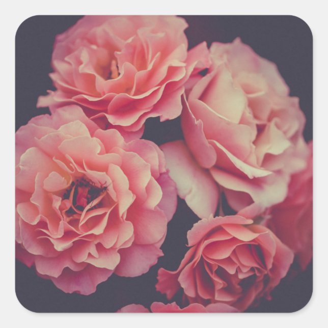 Pegatina Cuadrada Flores de claveles rosados (Anverso)