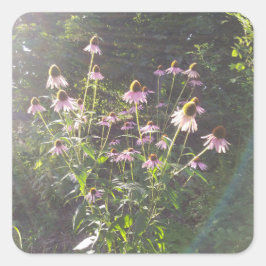 Pegatina Cuadrada Flores de Echinacea al Sol