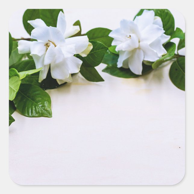 Pegatina Cuadrada Flores de Gardenia Blanca (Anverso)