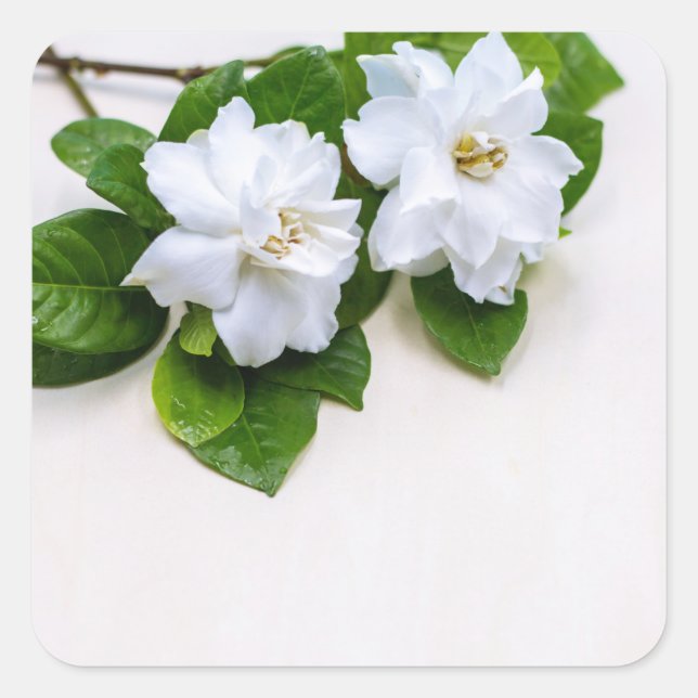 Pegatina Cuadrada Flores de Gardenia Blanca (Anverso)