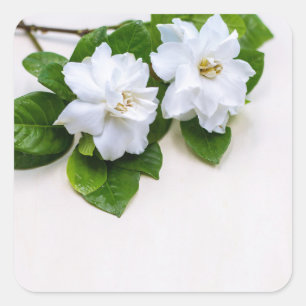Pegatina Cuadrada Flores de Gardenia Blanca