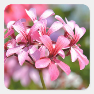 Pegatina Cuadrada Flores de geranio cerradas