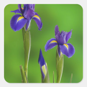 Pegatina Cuadrada Flores de Iris