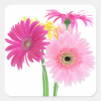 Pegatina Cuadrada Flores de la margarita del Gerbera