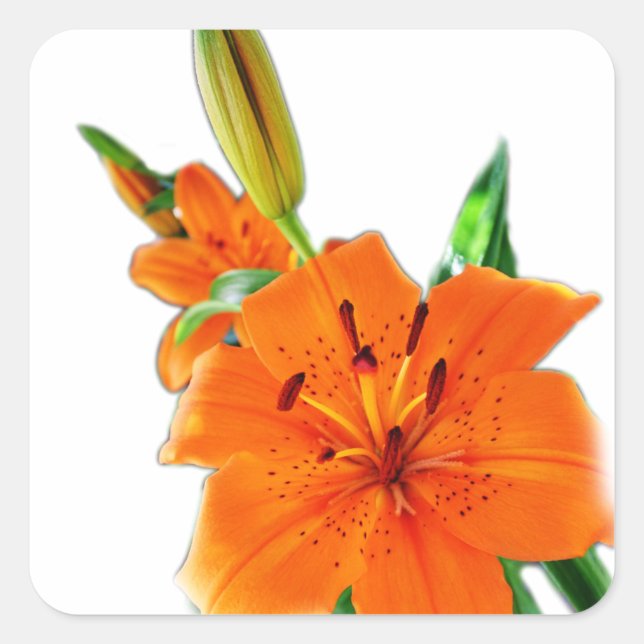 Pegatina Cuadrada flores de lirio dorado (Anverso)