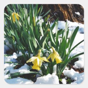 Pegatina Cuadrada Flores de los Daffodils amarillos en la nieve