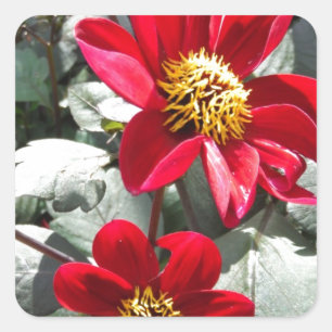 Pegatina Cuadrada flores de margarita rosada roja / margarita