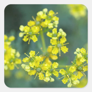 Pegatina Cuadrada Flores de mostaza, hoja de 20 pegatinas, 1.5x1.5 i