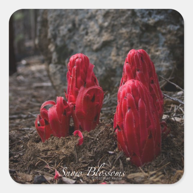 Pegatina Cuadrada Flores de nieve (Anverso)