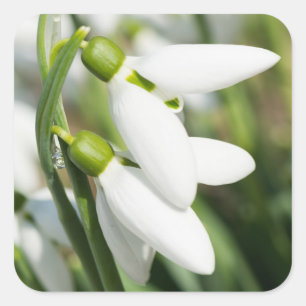 Pegatina Cuadrada Flores de nieve