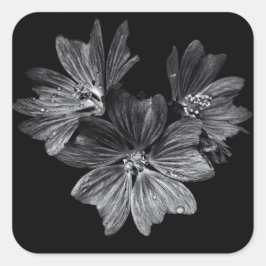 Pegatina Cuadrada Flores De Patio Trasero En Blanco Y Negro No 11