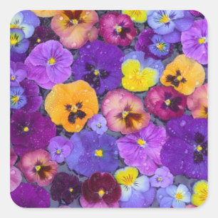 Pegatina Cuadrada Flores de pensamiento flotando en baño de pájaros 