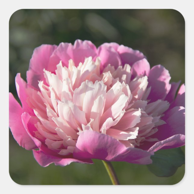 Pegatina Cuadrada Flores de peonía rosada en primavera (Anverso)